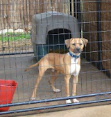 Dog in Kennel